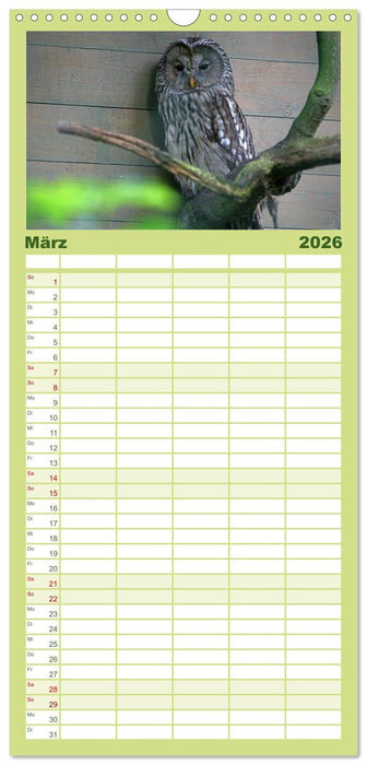 Eulen (CALVENDO Familienplaner 2026)