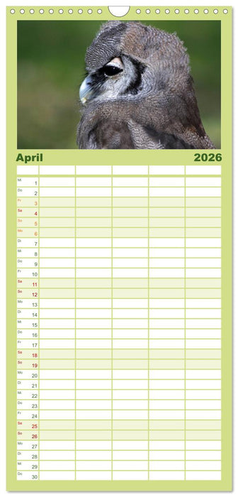 Eulen (CALVENDO Familienplaner 2026)