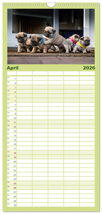 Mopswelpen (CALVENDO Familienplaner 2026)