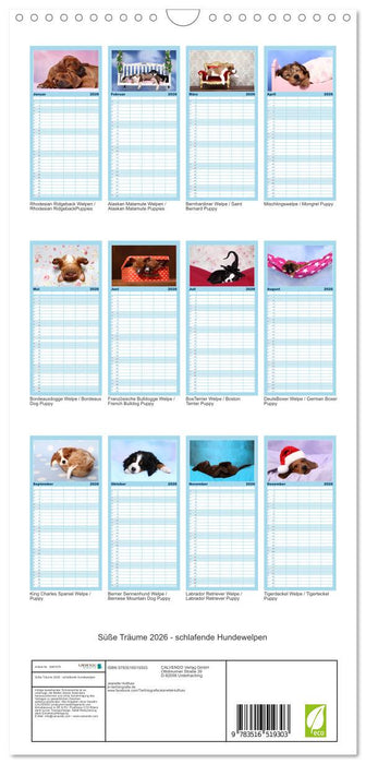 Süße Träume 2026 - schlafende Hundewelpen (CALVENDO Familienplaner 2026)