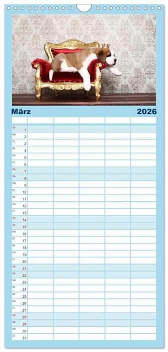 Süße Träume 2026 - schlafende Hundewelpen (CALVENDO Familienplaner 2026)