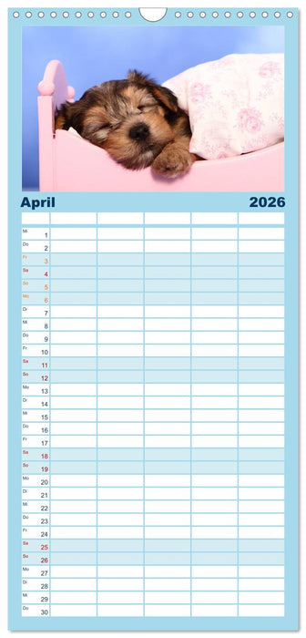 Süße Träume 2026 - schlafende Hundewelpen (CALVENDO Familienplaner 2026)