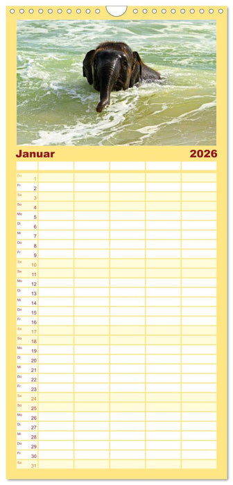 Elefanten. Badespaß am Strand (CALVENDO Familienplaner 2026)