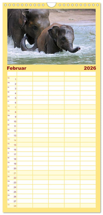 Elefanten. Badespaß am Strand (CALVENDO Familienplaner 2026)