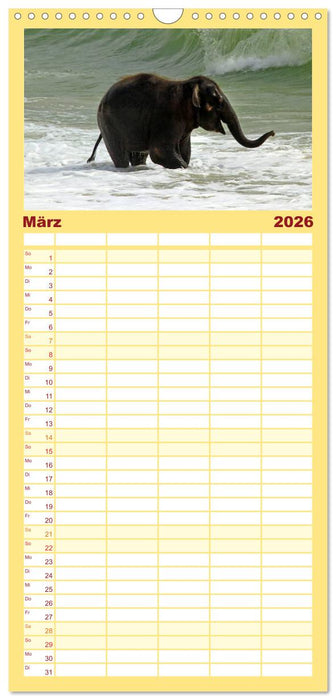 Elefanten. Badespaß am Strand (CALVENDO Familienplaner 2026)