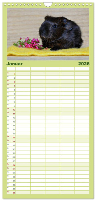Meerschweinchen. Geliebte Nager (CALVENDO Familienplaner 2026)
