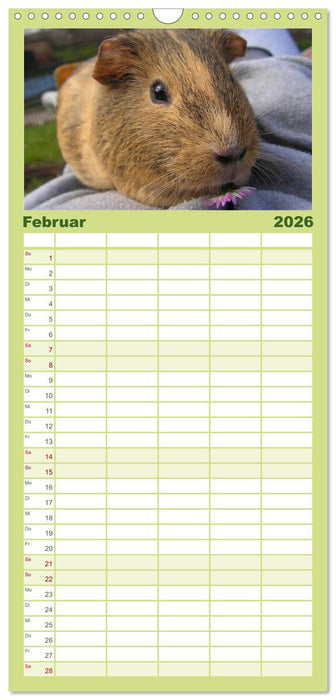 Meerschweinchen. Geliebte Nager (CALVENDO Familienplaner 2026)