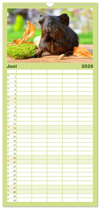 Meerschweinchen. Geliebte Nager (CALVENDO Familienplaner 2026)