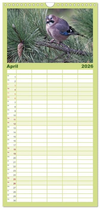 Heimische Gartenvögel (CALVENDO Familienplaner 2026)
