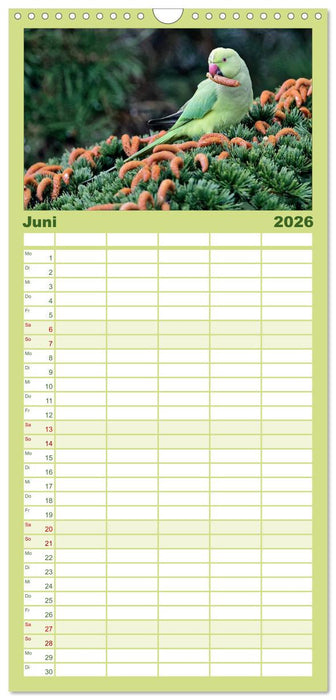 Heimische Gartenvögel (CALVENDO Familienplaner 2026)