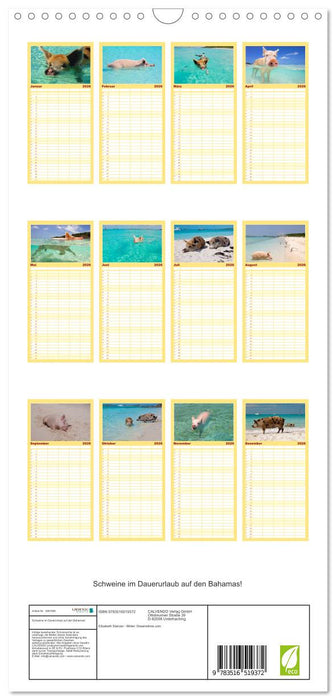 Schweine im Dauerurlaub auf den Bahamas! (CALVENDO Familienplaner 2026)