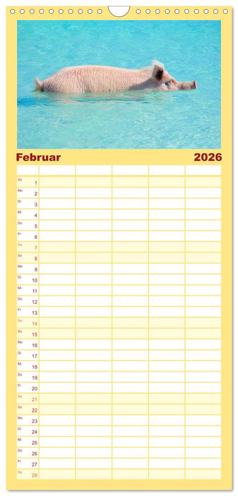 Schweine im Dauerurlaub auf den Bahamas! (CALVENDO Familienplaner 2026)