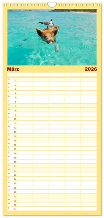 Schweine im Dauerurlaub auf den Bahamas! (CALVENDO Familienplaner 2026)