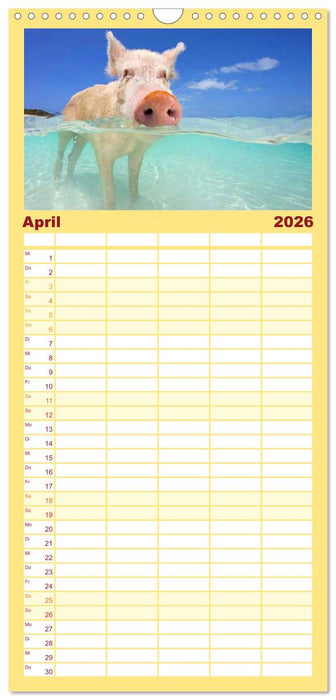 Schweine im Dauerurlaub auf den Bahamas! (CALVENDO Familienplaner 2026)