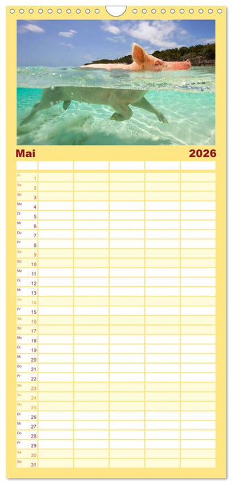 Schweine im Dauerurlaub auf den Bahamas! (CALVENDO Familienplaner 2026)