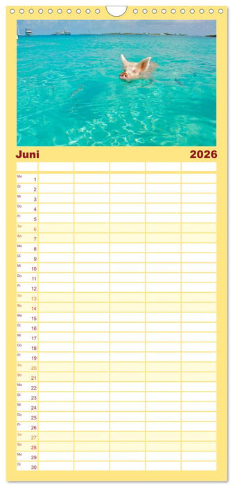 Schweine im Dauerurlaub auf den Bahamas! (CALVENDO Familienplaner 2026)
