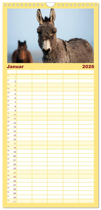 Esel - hübsch, klug und fleißig (CALVENDO Familienplaner 2026)