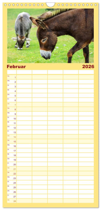 Esel - hübsch, klug und fleißig (CALVENDO Familienplaner 2026)