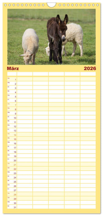 Esel - hübsch, klug und fleißig (CALVENDO Familienplaner 2026)