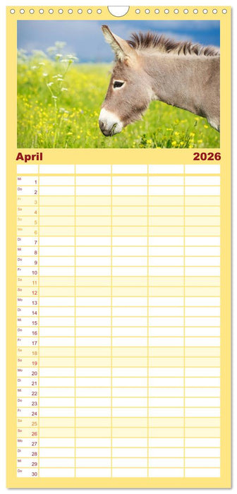 Esel - hübsch, klug und fleißig (CALVENDO Familienplaner 2026)
