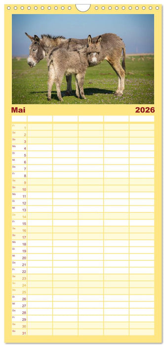 Esel - hübsch, klug und fleißig (CALVENDO Familienplaner 2026)