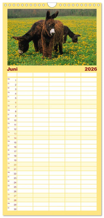 Esel - hübsch, klug und fleißig (CALVENDO Familienplaner 2026)