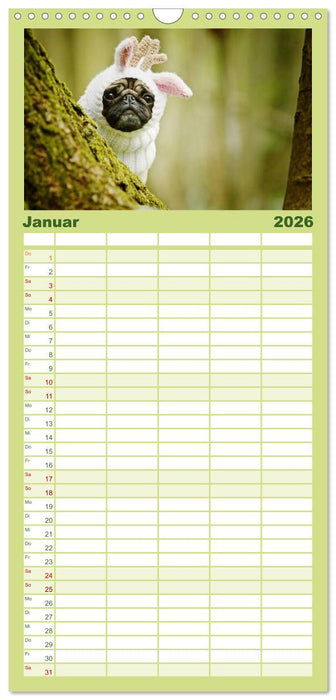 Der Feldfurchen-Mops (CALVENDO Familienplaner 2026)