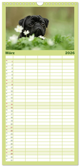 Der Feldfurchen-Mops (CALVENDO Familienplaner 2026)