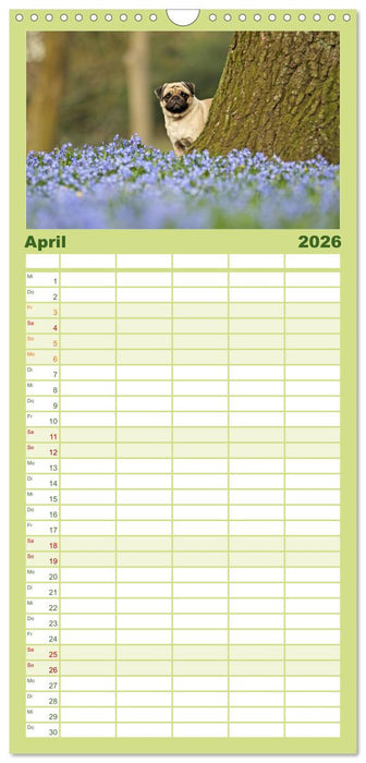 Der Feldfurchen-Mops (CALVENDO Familienplaner 2026)