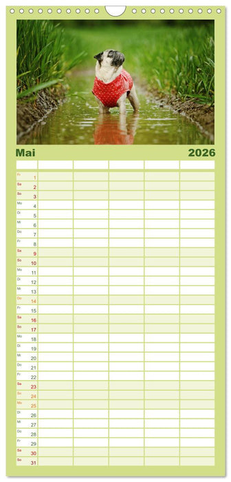Der Feldfurchen-Mops (CALVENDO Familienplaner 2026)