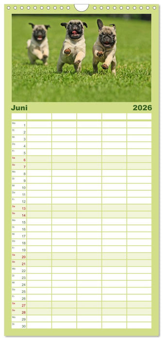 Der Feldfurchen-Mops (CALVENDO Familienplaner 2026)