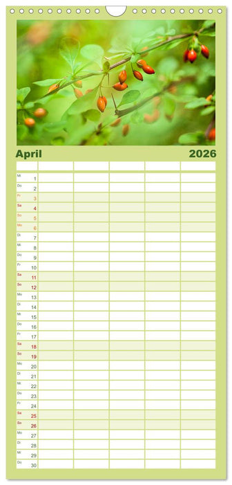 WILD, ESSBAR UND GESUND Essbare Wildpflanzen (CALVENDO Familienplaner 2026)