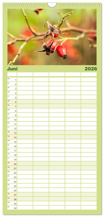 WILD, ESSBAR UND GESUND Essbare Wildpflanzen (CALVENDO Familienplaner 2026)