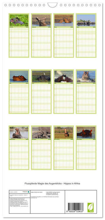 Flusspferde Magie des Augenblicks - Hippos in Afrika (CALVENDO Familienplaner 2026)