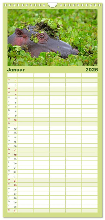 Flusspferde Magie des Augenblicks - Hippos in Afrika (CALVENDO Familienplaner 2026)