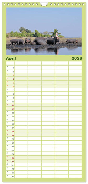 Flusspferde Magie des Augenblicks - Hippos in Afrika (CALVENDO Familienplaner 2026)