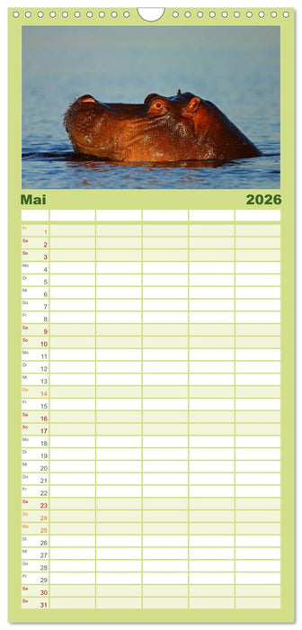 Flusspferde Magie des Augenblicks - Hippos in Afrika (CALVENDO Familienplaner 2026)