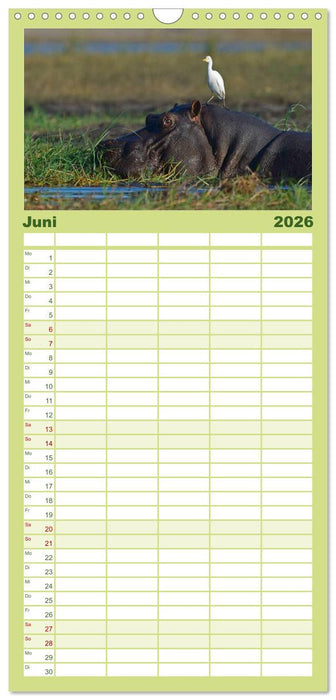 Flusspferde Magie des Augenblicks - Hippos in Afrika (CALVENDO Familienplaner 2026)