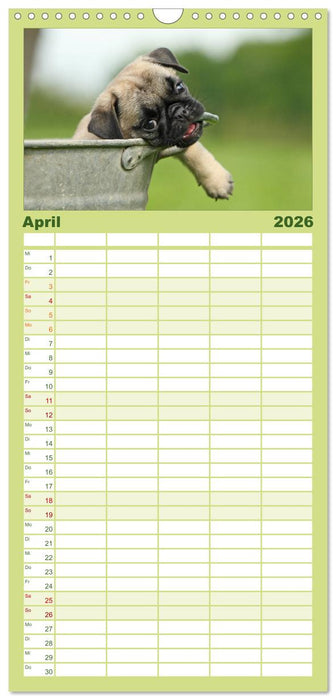 Der MOPS-Kalender (CALVENDO Familienplaner 2026)