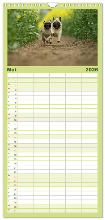 Der MOPS-Kalender (CALVENDO Familienplaner 2026)