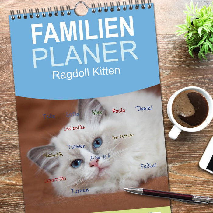 Ragdoll Kitten (CALVENDO Familienplaner 2026)