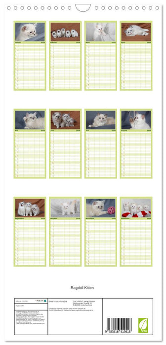 Ragdoll Kitten (CALVENDO Familienplaner 2026)
