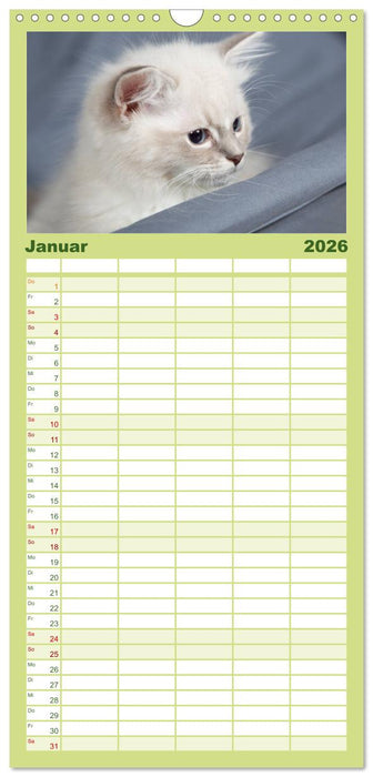 Ragdoll Kitten (CALVENDO Familienplaner 2026)