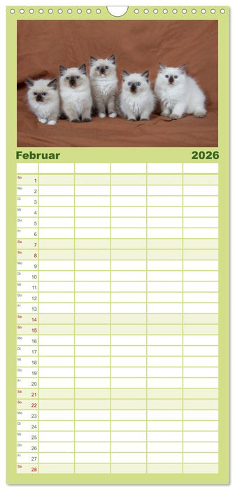 Ragdoll Kitten (CALVENDO Familienplaner 2026)
