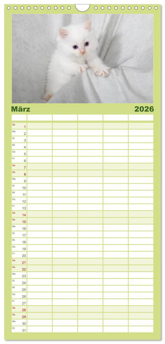 Ragdoll Kitten (CALVENDO Familienplaner 2026)