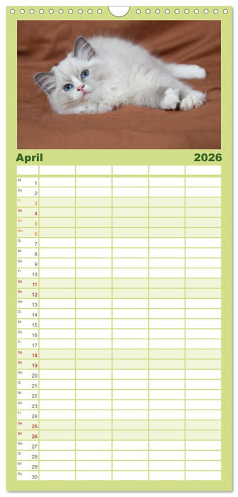 Ragdoll Kitten (CALVENDO Familienplaner 2026)