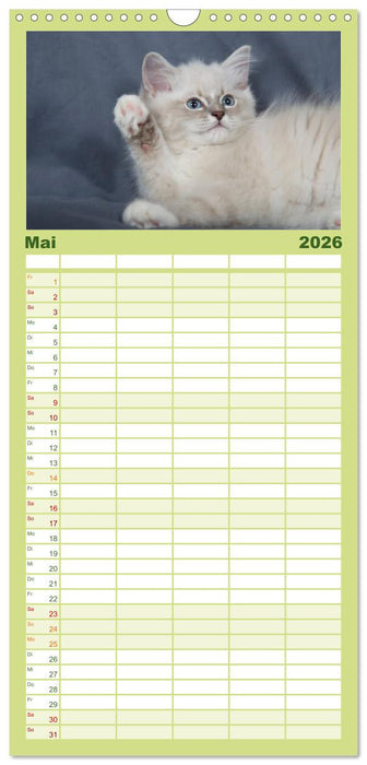 Ragdoll Kitten (CALVENDO Familienplaner 2026)