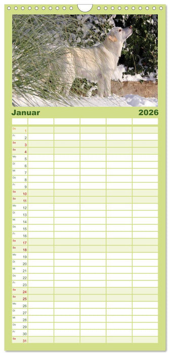 Labrador Retriever 2026 (CALVENDO Familienplaner 2026)