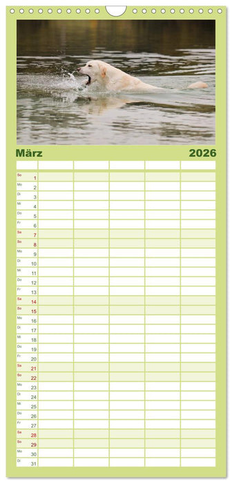 Labrador Retriever 2026 (CALVENDO Familienplaner 2026)