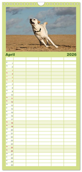 Labrador Retriever 2026 (CALVENDO Familienplaner 2026)